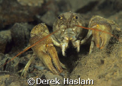 Fresh water crayfish. Stoney cove. by Derek Haslam 